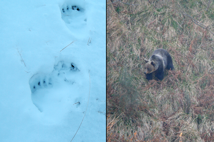 Brown Bear and its footsteps